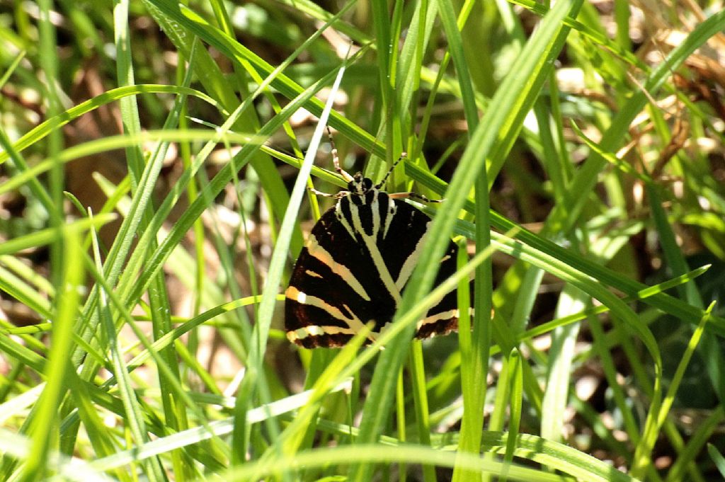 Penso sia Euplagia quadripunctaria - S�